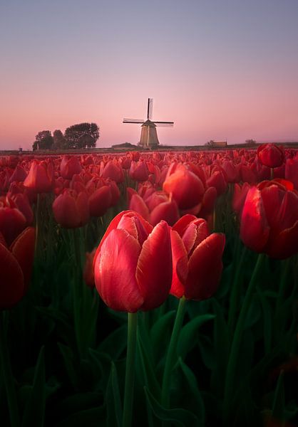 Typisch Nederlands uitzicht. van Dennis Werkman