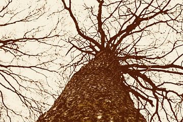 het spel van het licht en de boom van reivilo fotografie