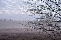 Branches à la lande