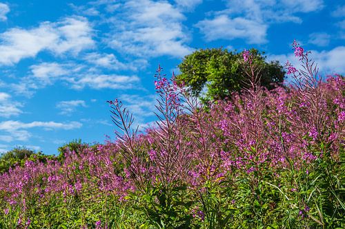 Landschap in de duinen bij Hirtshals in Denemarken
