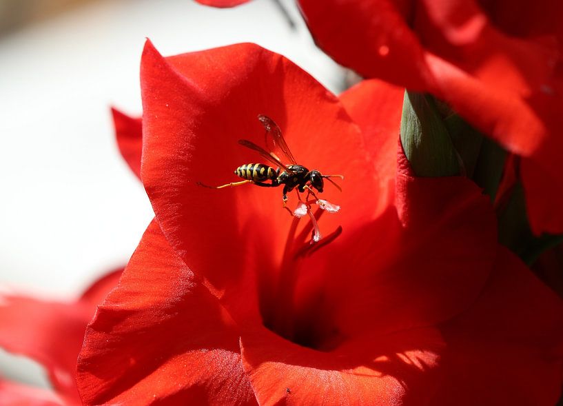 House field wasp by Matthias Brix
