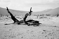 Deathvlei in Namibië van Jan van Reij thumbnail