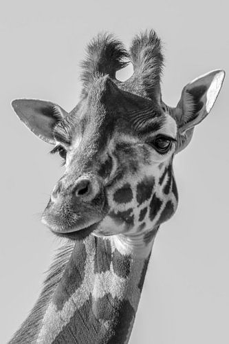 Portret van een  Giraffe in zwart wit
