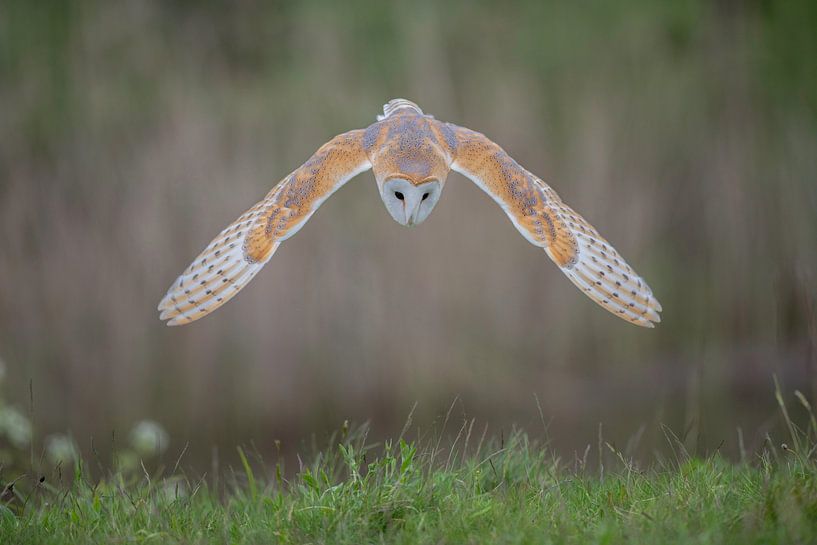 Schleiereule im Flug von Larissa Rand