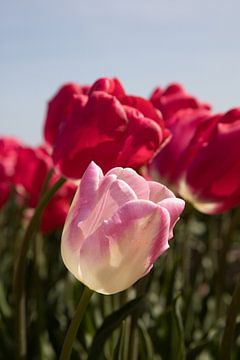 een roze tulp tussen rode tulpen van W J Kok