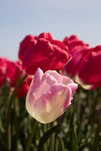 eine rosa Tulpe unter roten Tulpen