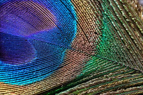 Close-up pauwenveer/ oog