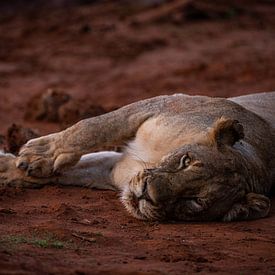 South African lioness by Jorick van Gorp