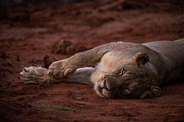 Lionne d'Afrique du Sud sur Jorick van Gorp