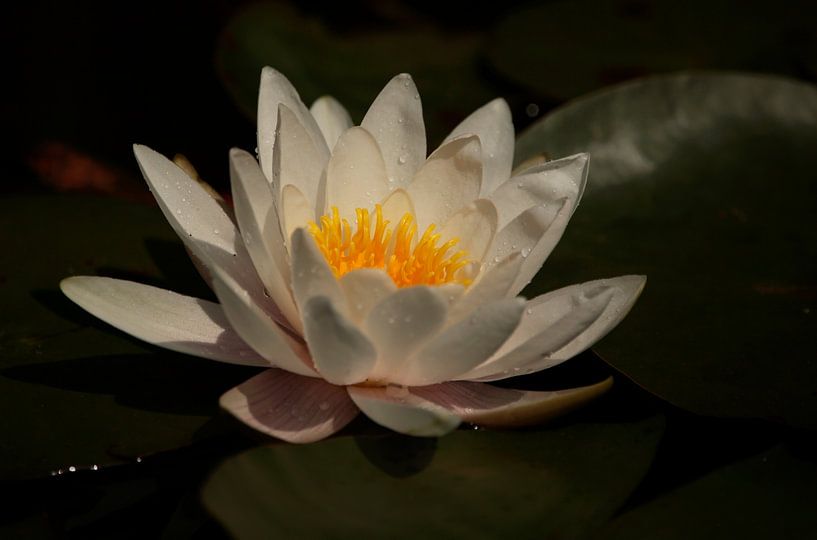 White water lily by Frank Smedts