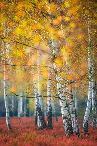 Berkenbos in de herfst