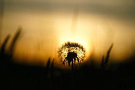 Pusteblume zum Sonnenuntergang mit bokeh.