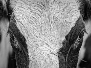 Porträt einer Kuh von Rob Boon