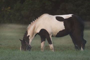 Pferd im Frühnebel auf der Weide