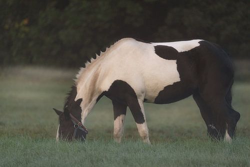Horse in the early morning mist on the pasture
