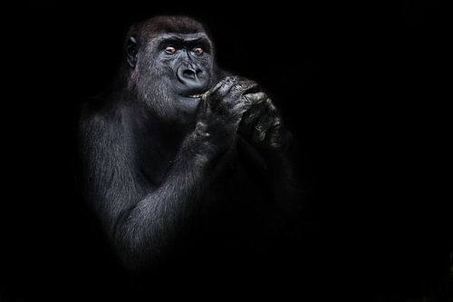het verlichte gorillawijfje alsof het houden van handen biddend dichtbij haar gezicht aandachtig kij