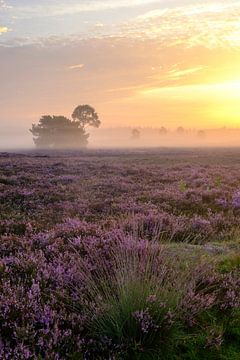 Zonsopgang in een heidelandschap met bloeiende heideplanten in