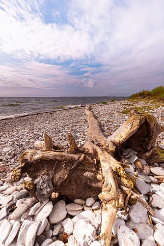 De boom op het strand