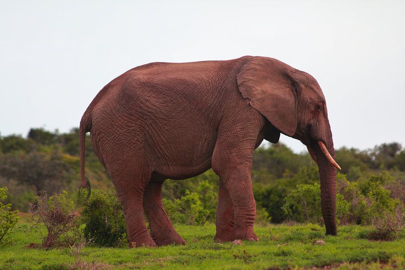 &quot;Elefant posiert für ein Foto. von Capture the Moment 010