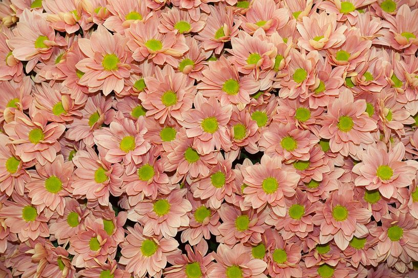 Chrysanthemum 'Grand Salmon' van Richard Wareham