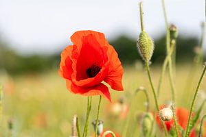 Poppy sur Fotografie Arthur van Leeuwen