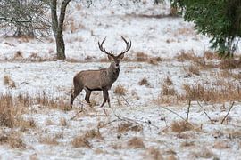 Wildlife by Julia Schellig