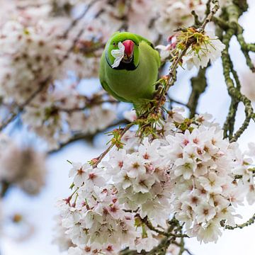 Halsbandparkiettussen de kleurrijke bloesems. van Hans Brinkel