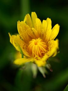 Half Open Dandelion