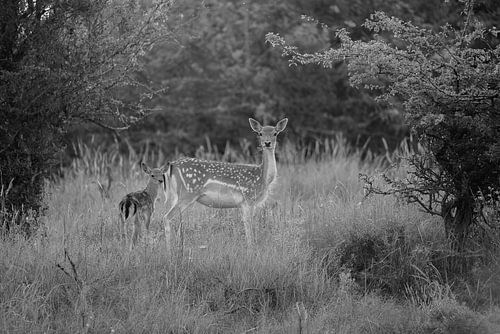 Mother Fallow deer with young (Bambi) - black and white
