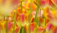Tulip,Keukenhof by Marco Liberto thumbnail