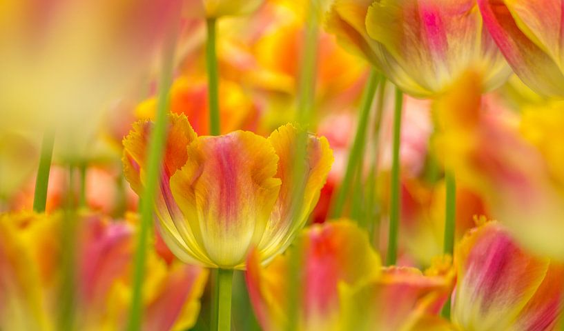 Tulip,Keukenhof by Marco Liberto