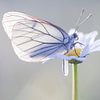 Large veined white by Judith Borremans