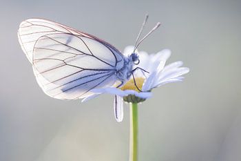 Größere weiße Äderung in Viroinval