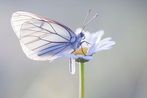 Größere weiße Äderung in Viroinval