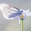 Cabbage White butterfly