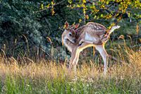 Chevreuil dans la lumière du soir