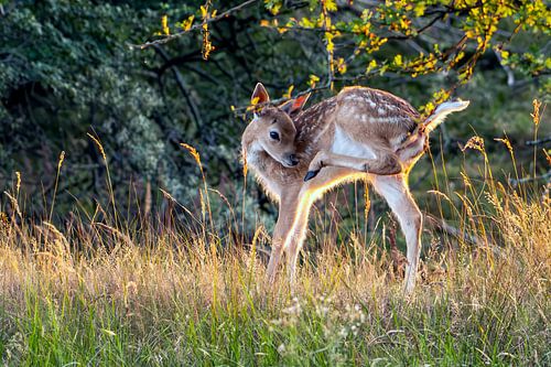 Hertenjong bij avondlicht