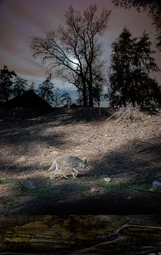 Wolf - night by Hannie Kassenaar