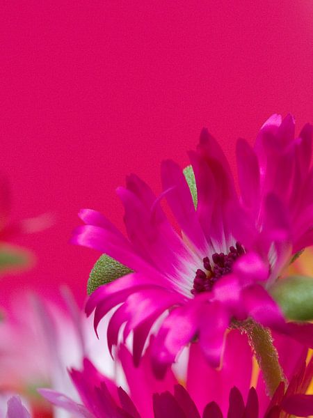 Fleur VII - Blumen - Blumen von Herma Egberts