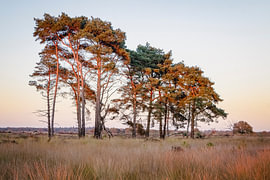 Kalmthouter Heide – Kieferngruppe im warmen Abendlicht von Daan Duvillier | Stimmungsvolle Stadt- und Landschaftsfotos
