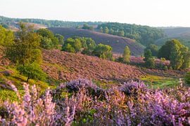 Heather on the Posbank by Leo Kramp Fotografie