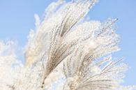 Les panaches d'herbes ornementales qui ondulent au soleil par Tot Kijk Fotografie: natuur aan de muur Aperçu