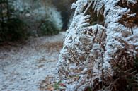 Ferns with snow by René Jonkhout thumbnail