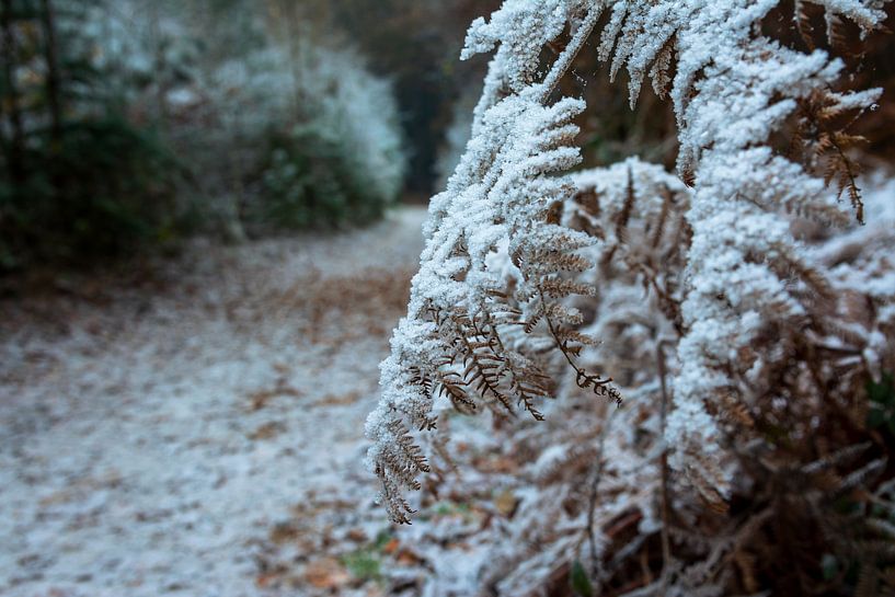 Ferns with snow by René Jonkhout