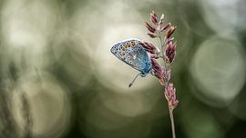 butterfly by Jan Linskens