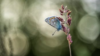 vlinder