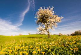 Landschaft in Bayern mit einem blühender Baum im Frühling von ManfredFotos