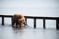 Scottish Highlander in the water