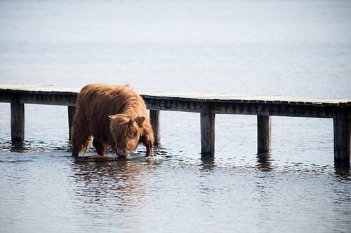 Schotse Hooglander in het water