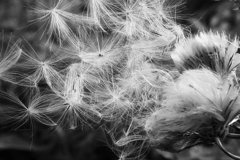 Dandelions in the Wind by Mirjam van de Ven
